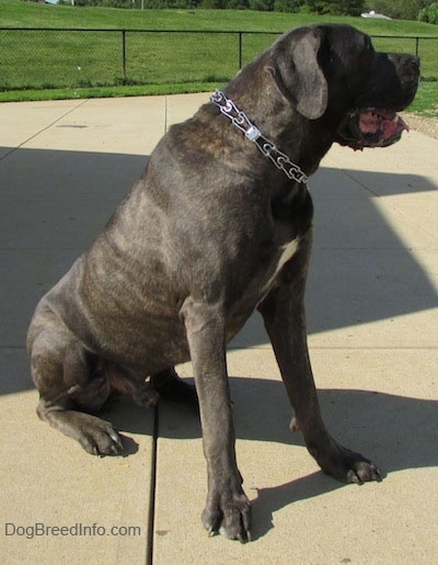 Shady the Cane Corso Italiano is wearing a prong collar and sitting outside and looking to the right. There is a chain link fence behind it