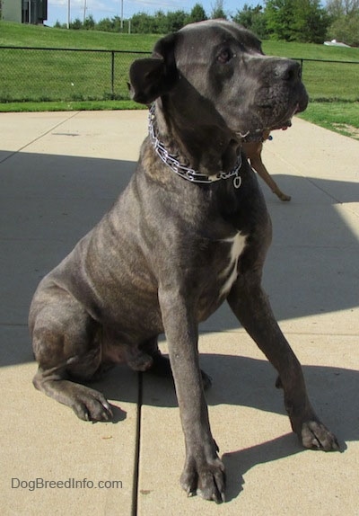 150 lb cane corso