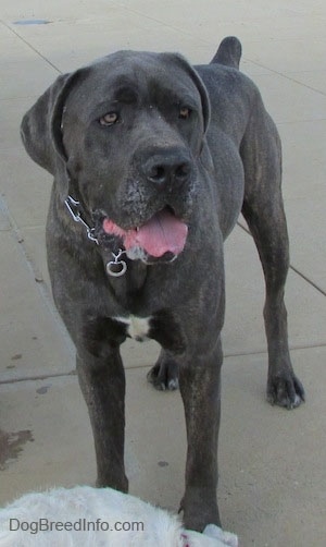 Shady the Cane Corso Italiano is standing on concrete in front of a much smaller dog and looking towards the right