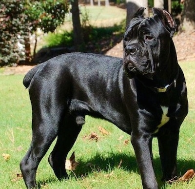 Nero the Cane Corso Italiano is standing in a field with a hill in the background. Nero is looking to the left