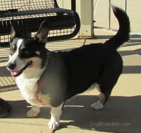 Criag the Cardigan Welsh Corgi is standing on concrete with a bench behind it