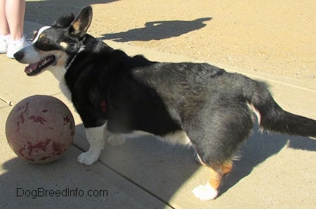 Craig the Cardigan Welsh Corgi is standing on concrete in front of a dusty rubber ball