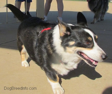 Craig the Cardigan Welsh Corgi is walking on a concrete path with its mouth open and people and a dog behind him