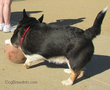 Craig the Cardigan Welsh Corgi has its front left paw on a big red dusty rubber ball