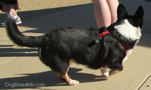 Craig the Cardigan Welsh Corgi is wearing a red harness while walking up a concrete path and looking to the left