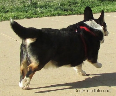 Craig the Cardigan Welsh Corgi is running away on a concrete path