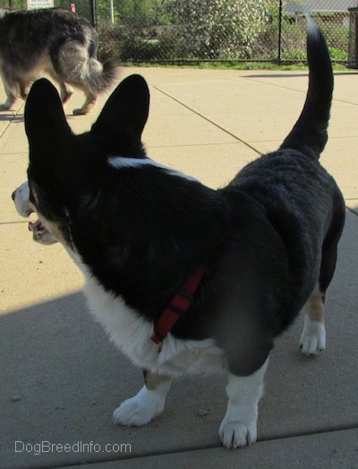 Craig the Cardigan Welsh Corgi is looking back at a shepherd dog in the background