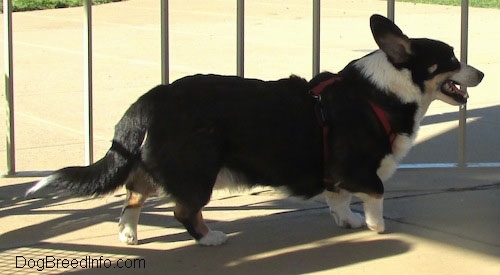 Right Profile - Craig the Cardigan Welsh Corgi walking in front of a gate on concrete with its mouth open