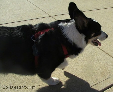 Craig the Cardigan Welsh Corgi is walking across a concrete path with its mouth open and tongue out