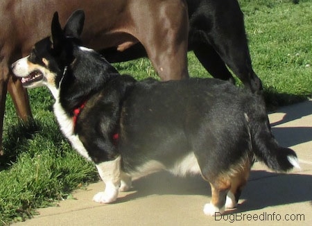 Craig the Cardigan Welsh Corgi is standing next to Two bigger Dogs. One is Brown and One is Black