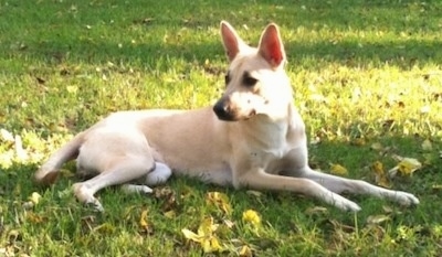 Sage the Carolina Dog is laying in grass and looking back