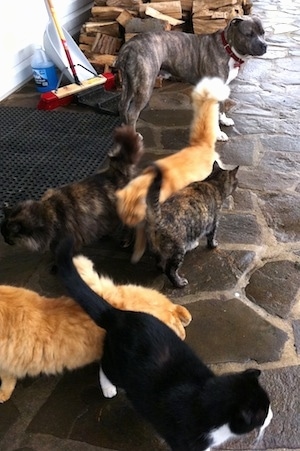 five cats on a stone porch with Spencer the blue-nose, brindle Pit Bull with firewood, a push broom, a snow shovel and windshield washer fluid in the background