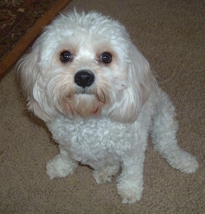 Riley the Cavachon is sitting next to a throw rug. Riley is also looking up