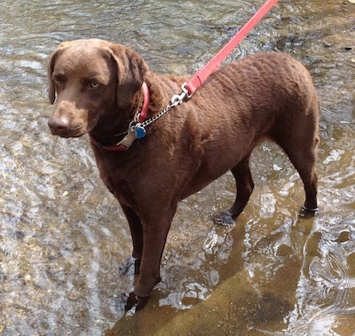Ginger the Chesapeake Bay Retriever is standing in a couple of inches of water