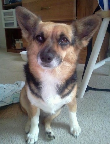 corgi chihuahua mix puppy