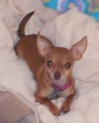 Lady Gaga the Chihuahua is laying on a tan blanket and looking up at the camera holder