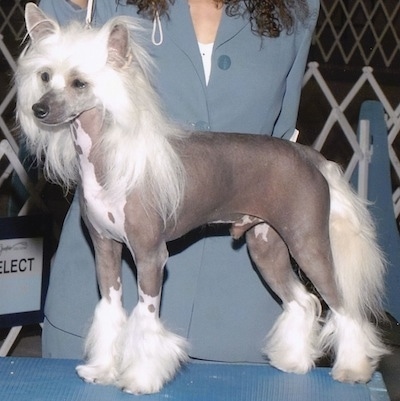 crested chinese hairless dog