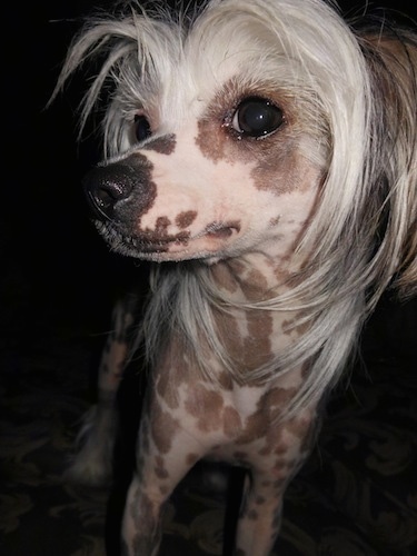Close Up - Shelby the hairless Chinese Crested dog is standing and looking sideways into the camera