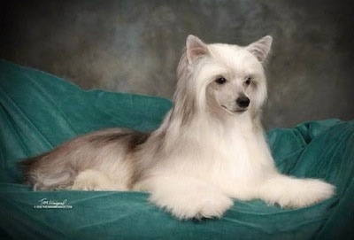 Dragon Song "Miirick," the Chinese Crested Powderpuff is laying on a green fabric and looking to the right