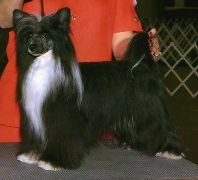 She's Got the Goods "Juanita" the Chinese Crested Powderpuff is posed on a show dog table and a person is standing behind them