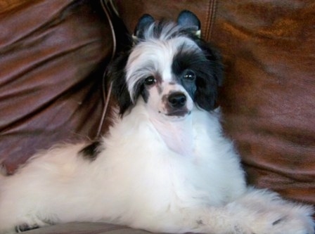 chinese crested powder puff black and white