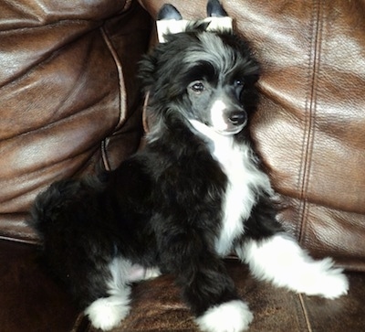 A Chinese Crested Powderpuff puppy is sitting against the the back of a brown leather couch
