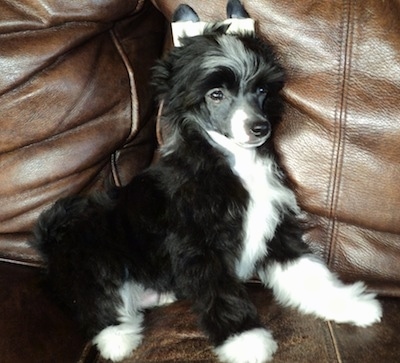 chinese crested powder puff black and white