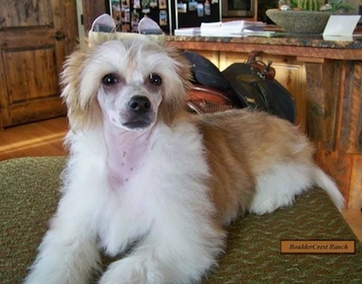 Porky the Chinese Crested Powderpuff puppy is laying on a green table and looking up. Porky's ears are taped up