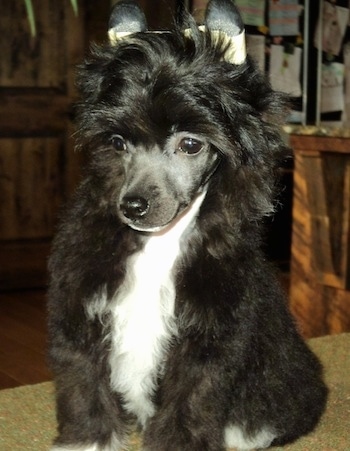 A black with white Chinese Crested Powderpuff puppy is sitting on a table. its ears are taped up