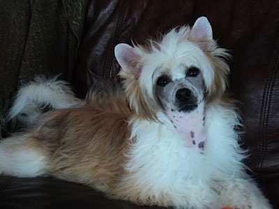 BoulderCrest There's No Bizness Like Show Bizness the Chinese Crested Powderpuff Puppy is laying on a black leather couch and looking at the camera holder