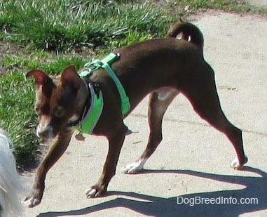 Hershey the Chipin is wearing a bright green harness and walking down a sidewalk behind another dog