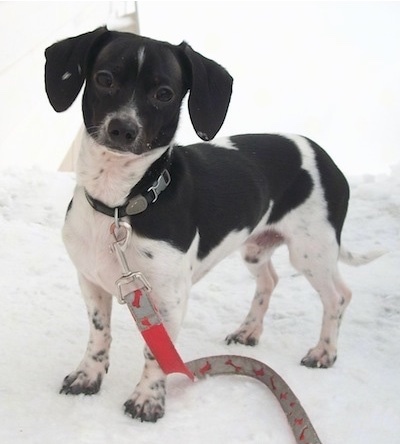 Dexter the black and white Chiweenie is standing outside in snow with a leash on. He has long drop ears.