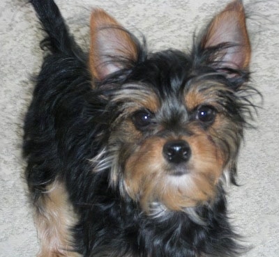 Close Up - Little Heidi the black and tan Chorkie puppy is standing outside and looking up at the camera holder