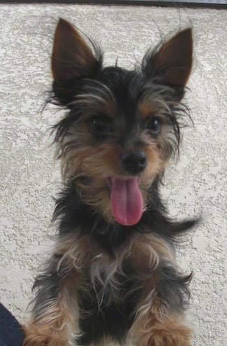 Little Heidi the black and tan Chorkie puppy is jumping up outside and leaning against a person with her mouth open and tongue out looking hot.