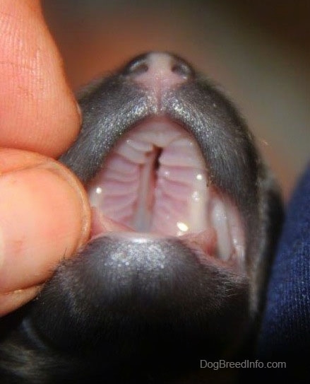 A crack down the open mouth of a puppy. A person's finger is holding it open.