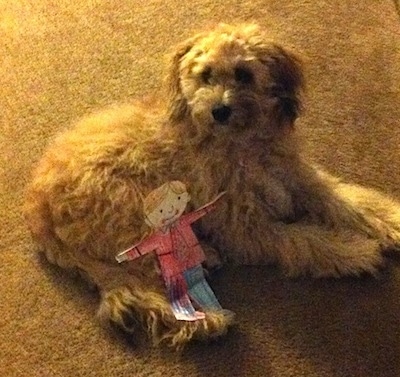 Peanut the Cockapoo is laying on a carpet. There is a paper cut out of a person named Flat Stanley in a suit laying on the back end of her