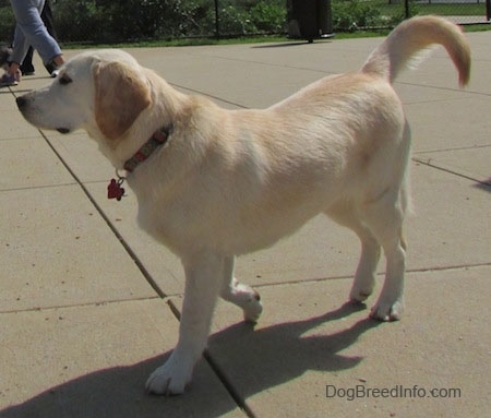 A tan with white Cockapoo/Labrador Retriever mix is walking across a concrete surface.