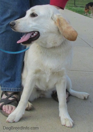 View from the front - A tan with white Cockapoo/Labrador Retriever mix is sitting on a concrete surface and next to it is a person bending over to pet its back.