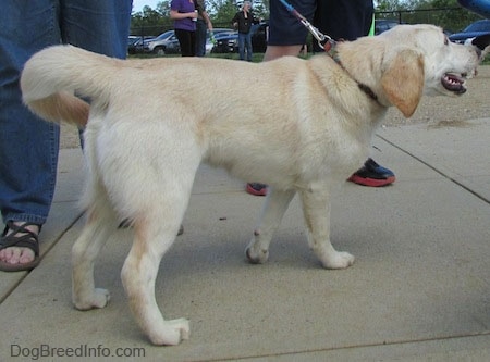 cockapoo cross labrador puppies