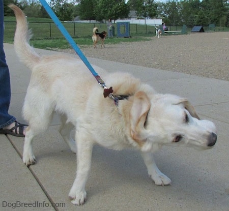 A tan with white Cockapoo/Labrador Retriever is standing on a concrete surface and it is activly shaking its head and body.