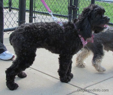 Milly the black Cockapoo is standing on a concrete path. There is a chain link fence behind it and there is a smaller dog in front of Milly.