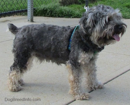 Cockapoo sales yorkie mix