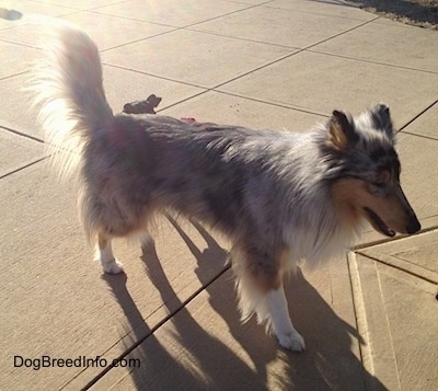 Blue Boy the blue merle Collie is walking away from a smaller dog that is standing next to it on a concrete walk way