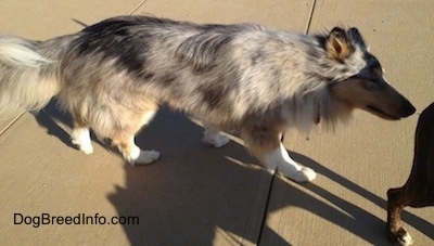 Right Profile - Blue Boy the blue merle Rough Collie is stretching forward to sniff a bigger dog in front of him