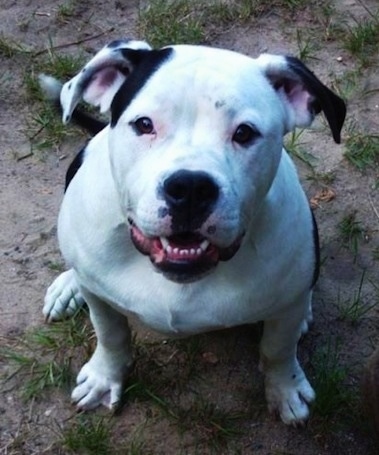 Chumley the Colorado Bulldog is sitting outside on a patchy grass dirt ground and looking up at the camera holder with its mouth open