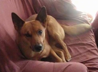 Aiko the Coydog is laying on a chair that is covered in a red blanket