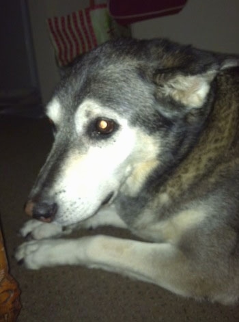 Close Up - Roo the graying black and tan Coydog is laying on a carpet