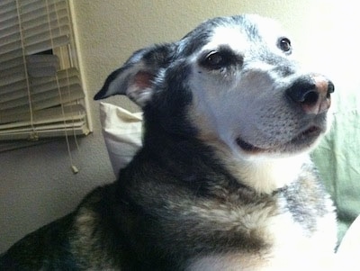 Close Up - Roo the Coydog is laying on a bed and there is a light shining next to its face and white blinds hanging on a window behind him.