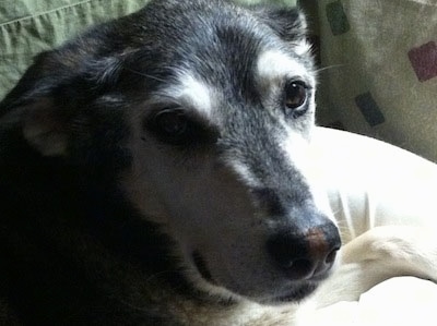 Close Up head shot - Roo the Coydog is laying on a bed