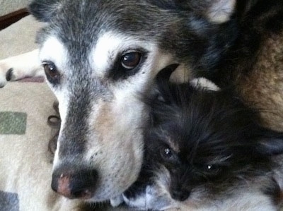 Close Up - Roo the Coydog is laying on a carpet and snuggling with a toy dog